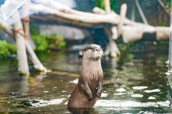 まとめ：カワウソに会いに動物園・水族館へ行きましょう