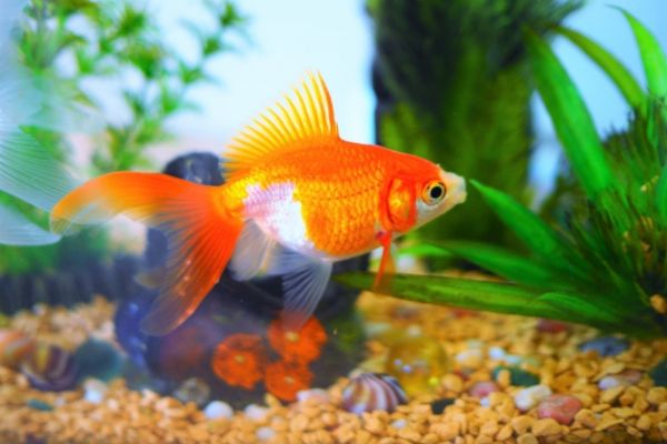 金魚の飼い方ガイド！水槽の設置手順や長生きさせるポイントを解説のサムネイル画像