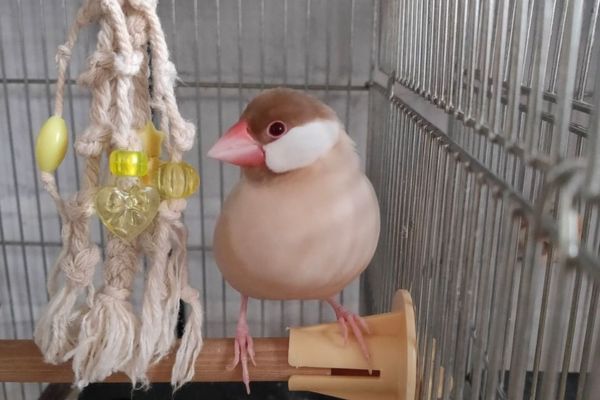 文鳥の種類や特徴、飼い方は？寿命や値段相場も紹介のサムネイル画像