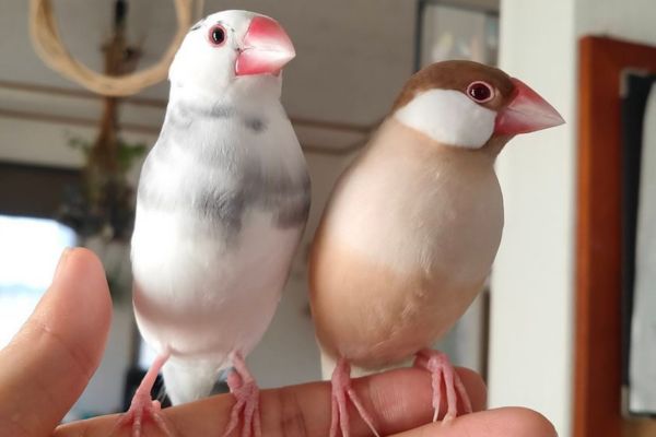 文鳥のオス・メスの違い