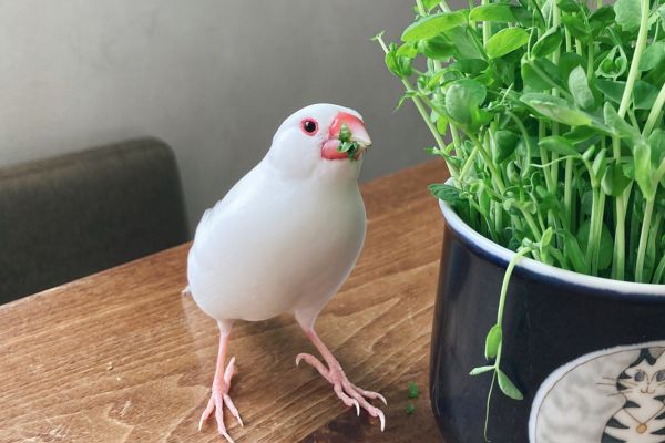 文鳥の餌