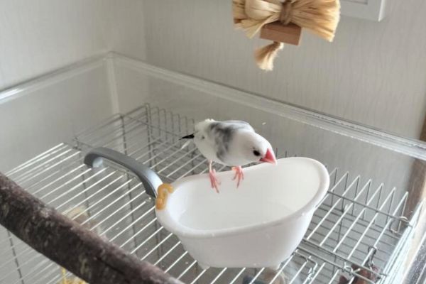 文鳥の飼育に必要なもの