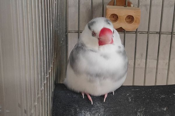 文鳥がかかりやすい病気