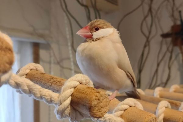 文鳥の飼育に関するよくある質問