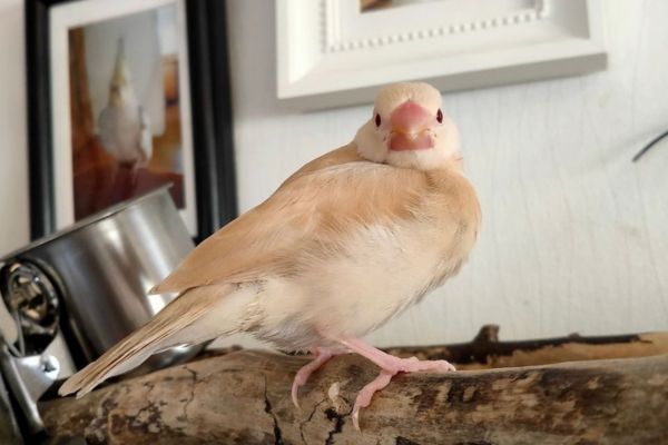 まとめ：文鳥と一緒に暮らしてみましょう