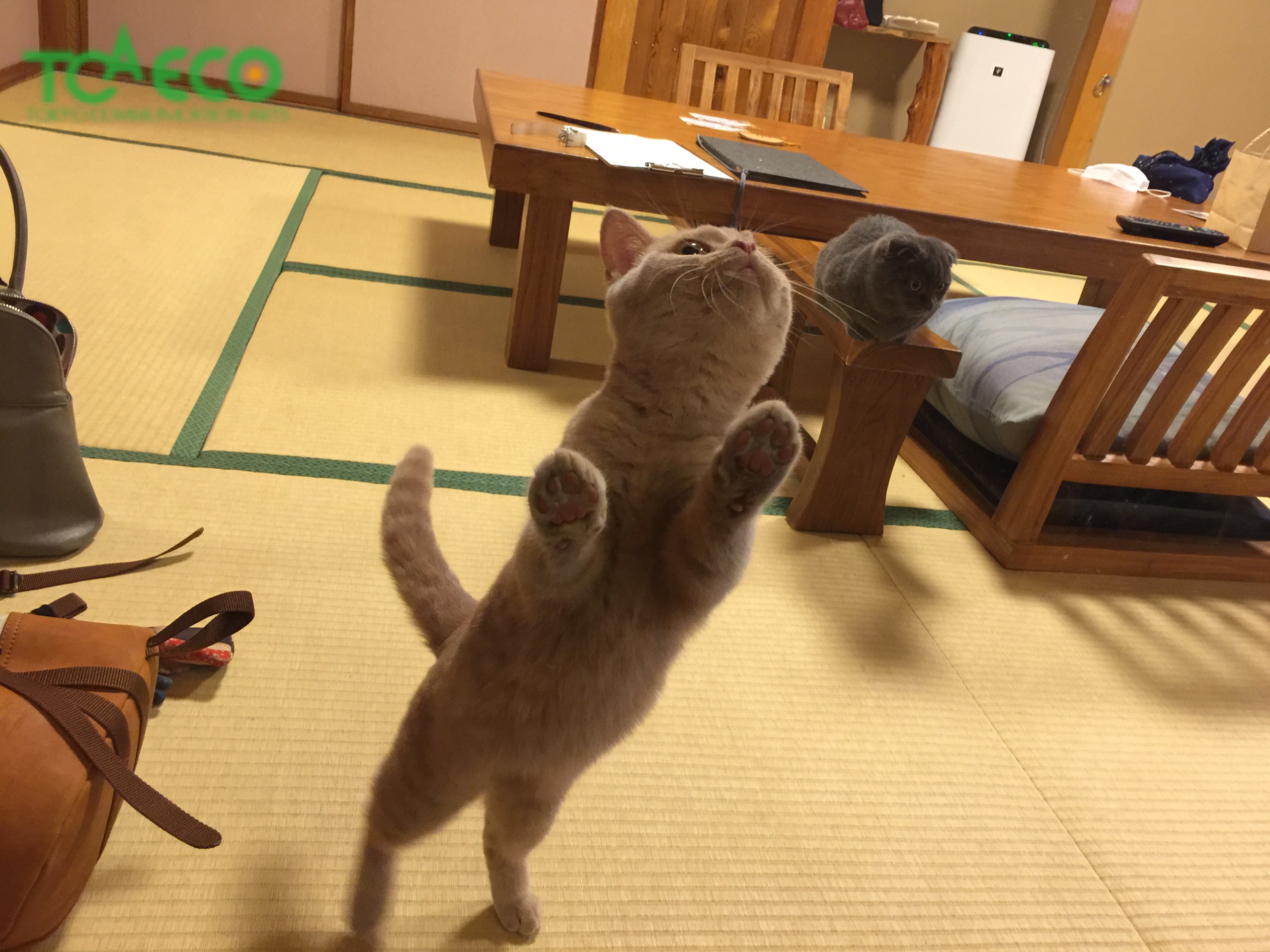 愛犬＆愛猫と泊まれる温泉旅館 鬼怒川絆さんへ。  TCA ECOブログ