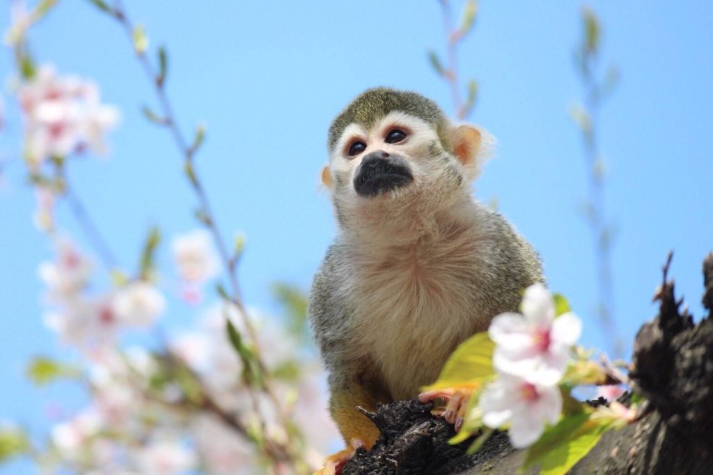 動物達も嬉しそう♪のサムネイル画像