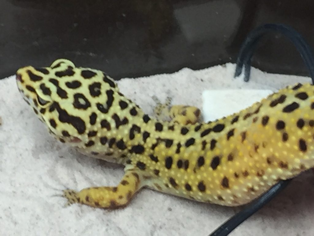 ヒョウモントカゲモドキが！！のサムネイル画像