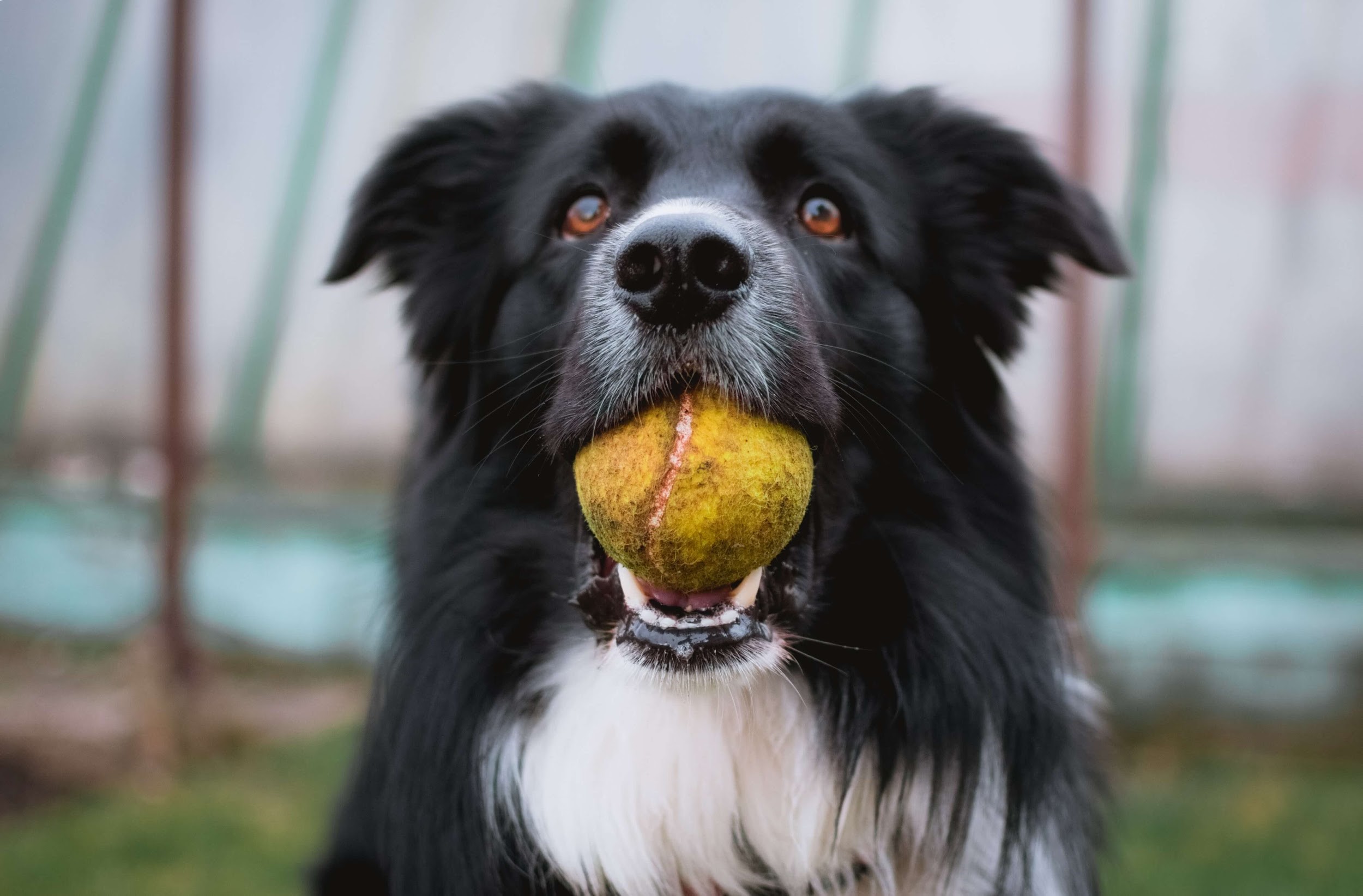 テニスボールを加える犬