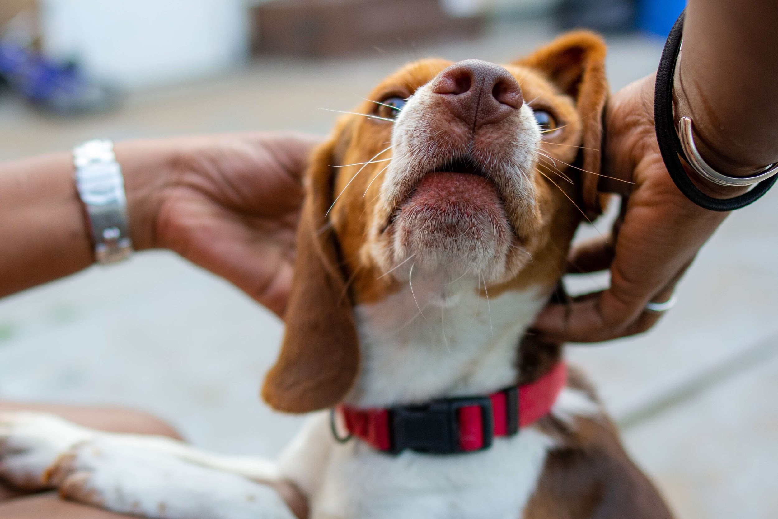 両手で頭を撫でられる犬