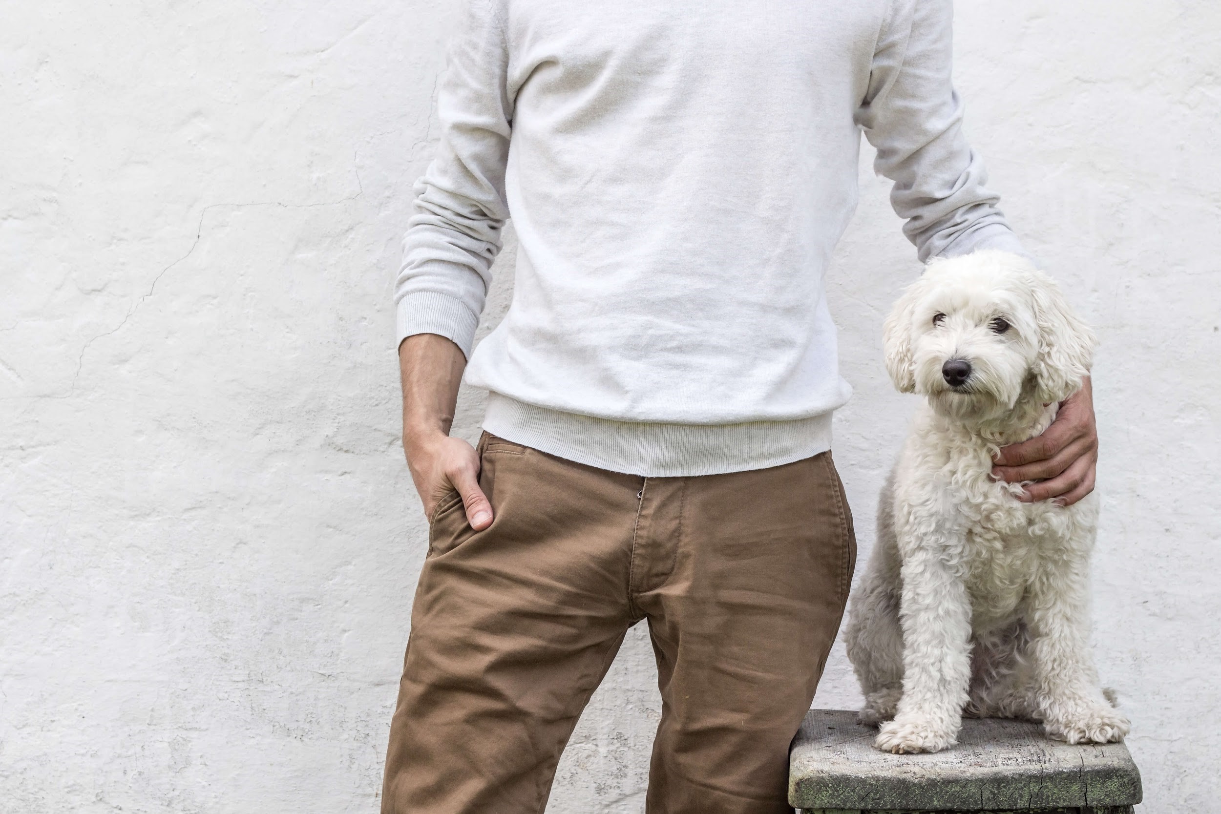 白いニットの男性と白い犬