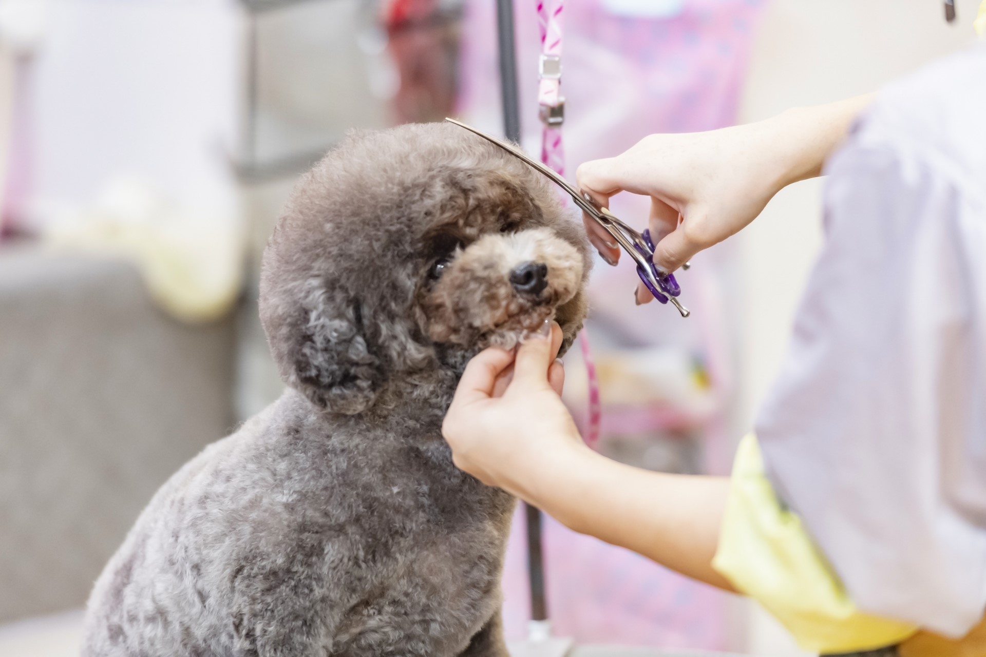 トリマーとは トリマーになるために必要な資格や仕事内容 給料について 動物 海洋 ペット業界コラム