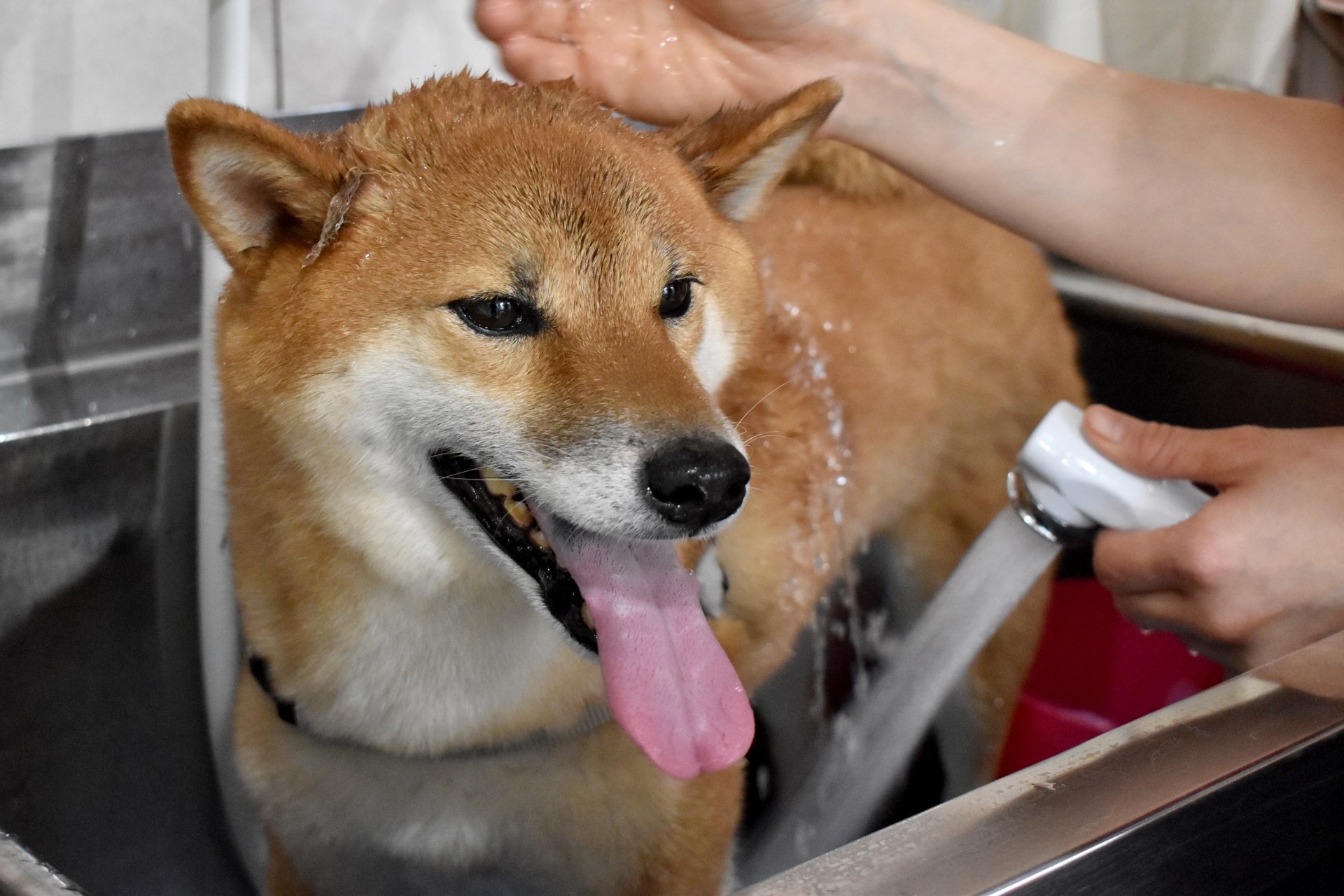 トリマー トリマーとは？なるために必要な資格や仕事内容を解説 | 動物 ...