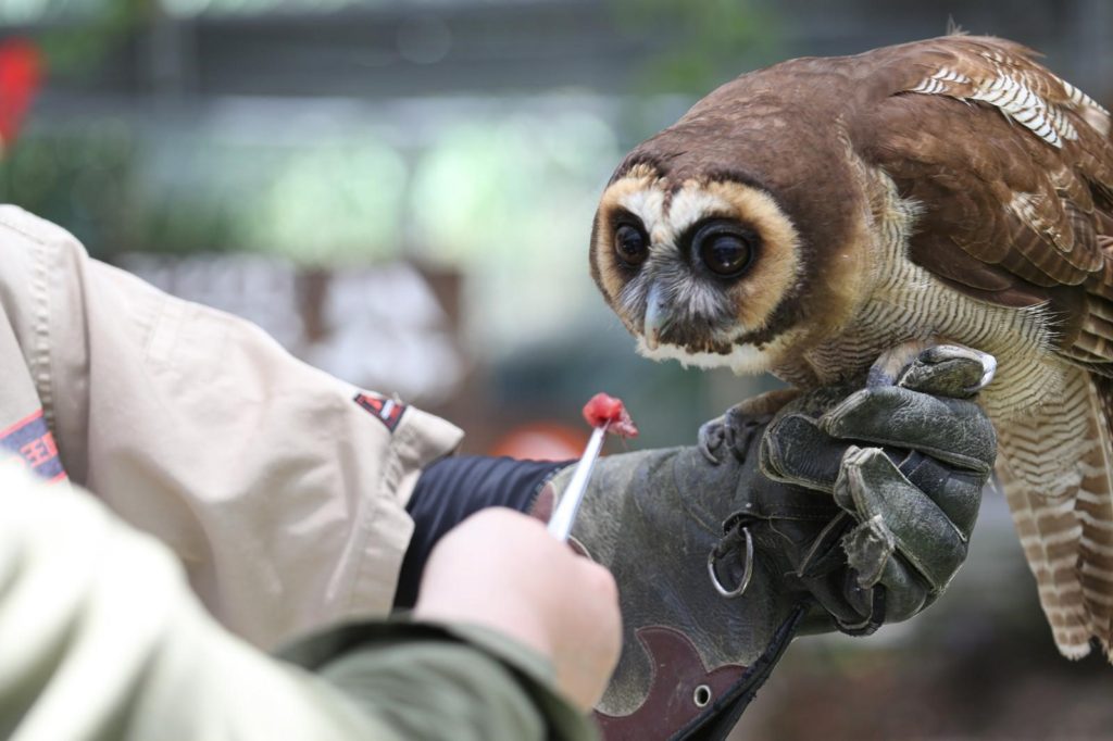 憧れの動物園飼育員になる方法を大公開 仕事内容ややりがい 必要な資格まで解説 動物 海洋 ペット業界コラム