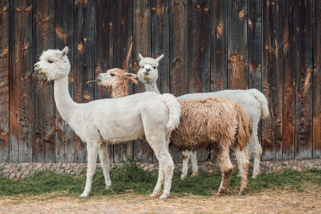 動物園飼育員の将来性は？