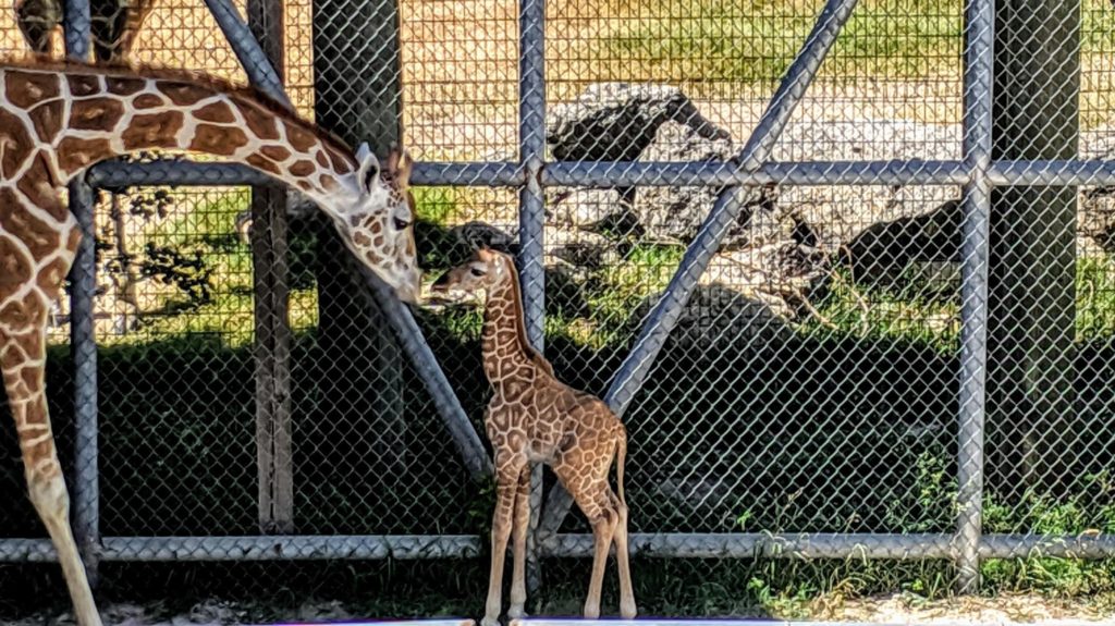 憧れの動物園飼育員になる方法を大公開 仕事内容ややりがい 必要な資格まで解説 動物 海洋 ペット業界コラム