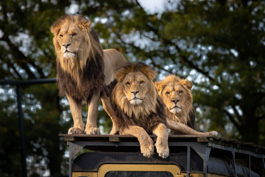 憧れの動物園飼育員になる方法を大公開 仕事内容ややりがい 必要な資格まで解説 動物 海洋 ペット業界コラム