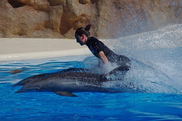 水族館飼育員・解説員のやりがいは？楽しいこと・大変なことって何？ 