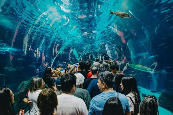 水族館飼育員・解説員の将来性は？