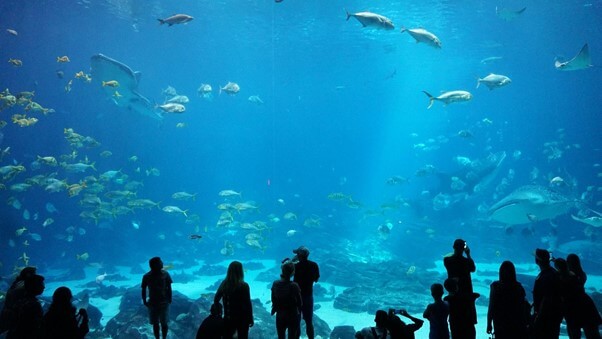 水族館飼育員 解説員になるには 給料や仕事内容や資格を紹介 動物 海洋 ペット業界コラム