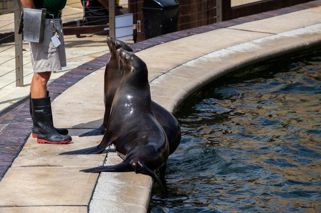 水族館飼育員 解説員になるには 給料や仕事内容や資格を紹介 動物 海洋 ペット業界コラム