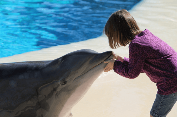 イルカと働く ドルフィントレーナーになるには 資格や給料や仕事内容 動物 海洋 ペット業界コラム