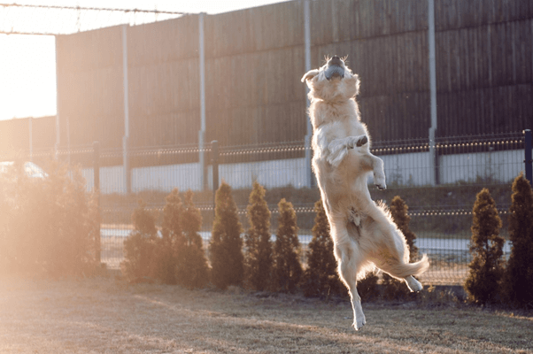 盲導犬訓練士のやりがい