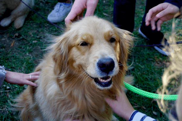 盲導犬訓練士に向いている人の特徴