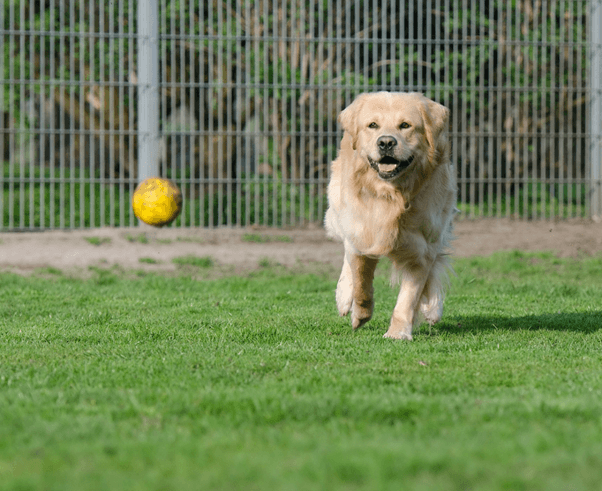 日本盲導犬協会付設 盲導犬訓練士学校