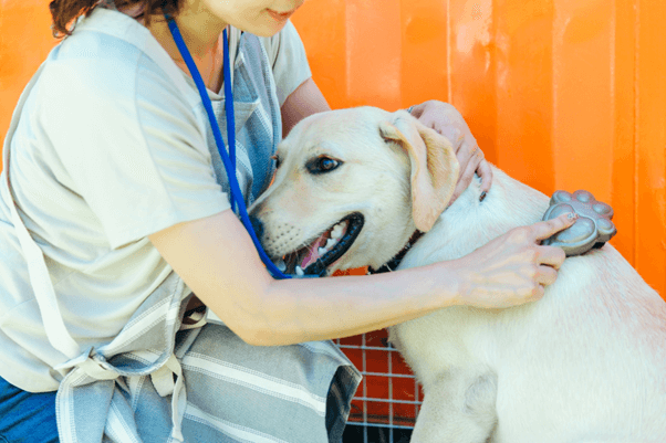 盲導犬訓練士の仕事内容は？ 