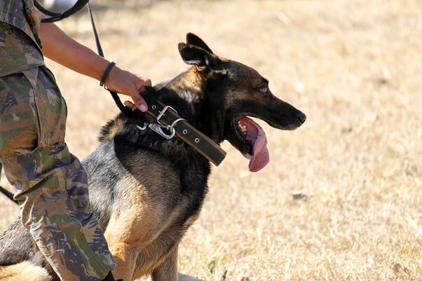 警察犬訓練士になるには？資格は必要？給料や仕事内容を公開！