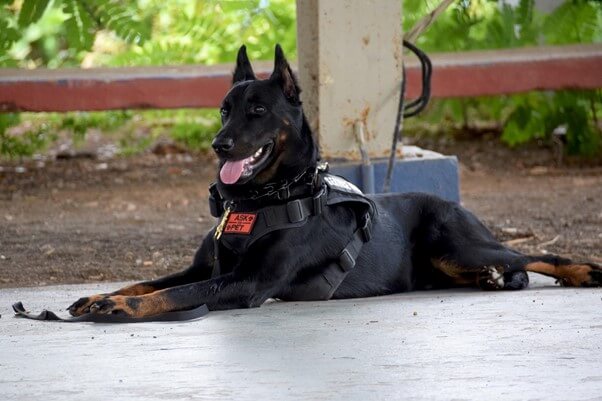 警察犬訓練士のやりがい