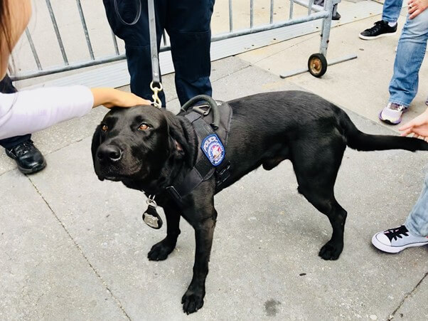 警察犬訓練士に向いているのはどんな人？