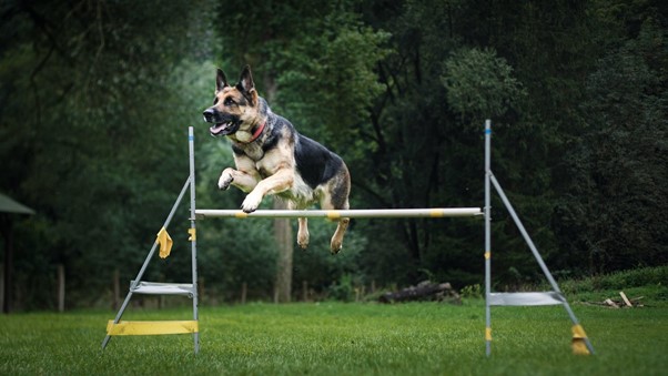 警察犬訓練士の将来性は？