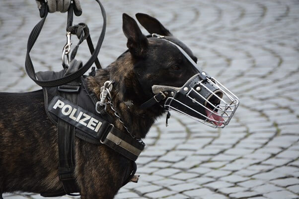 まとめ：警察犬訓練士は捜査に役立つ犬を訓練できる意義のある仕事