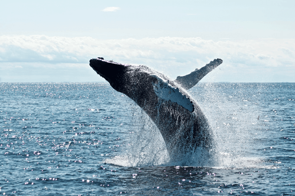 イルカやクジラをウォッチングするガイドの将来性はある？