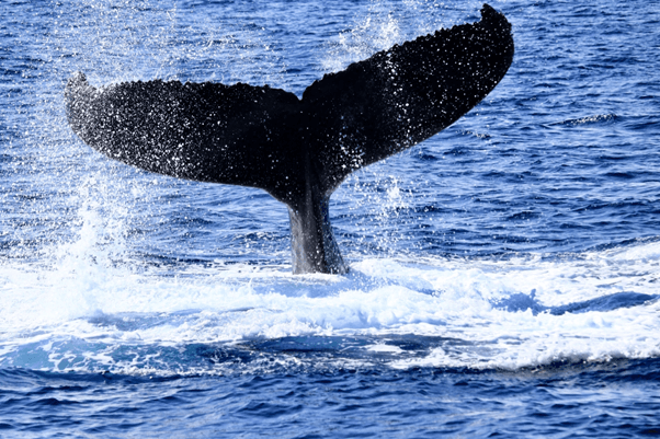 鯨類の仲間！イルカやクジラをウォッチングするガイドとは