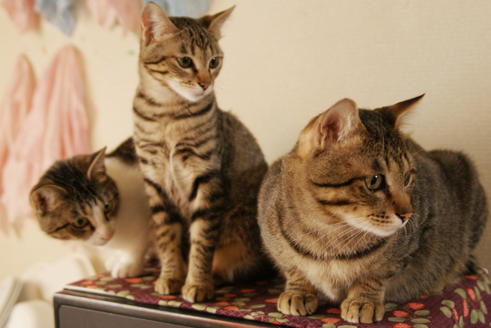 台に乗る3匹の猫