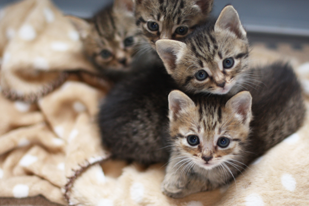 毛布に乗る4匹の猫