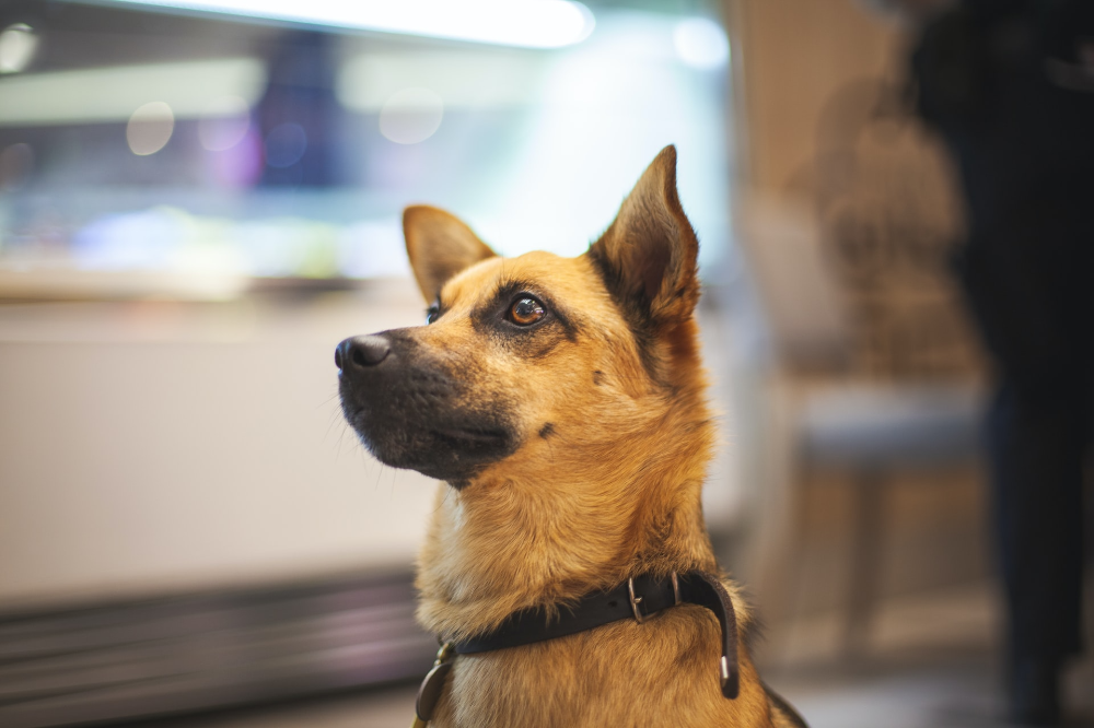 空港探知犬を扱う職業の名は「ハンドラー」