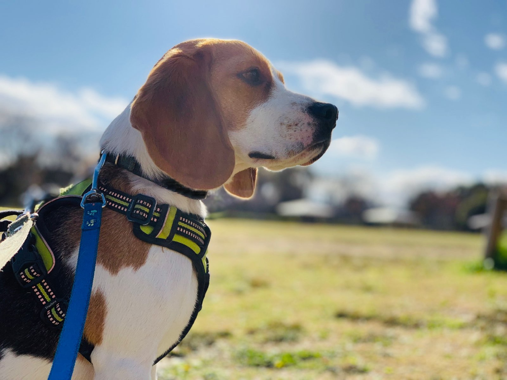 空港探知犬ハンドラーになって自然に貢献しよう