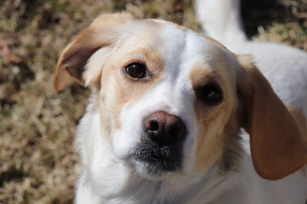 専門資格がなくても空港探知犬ハンドラーになれる？