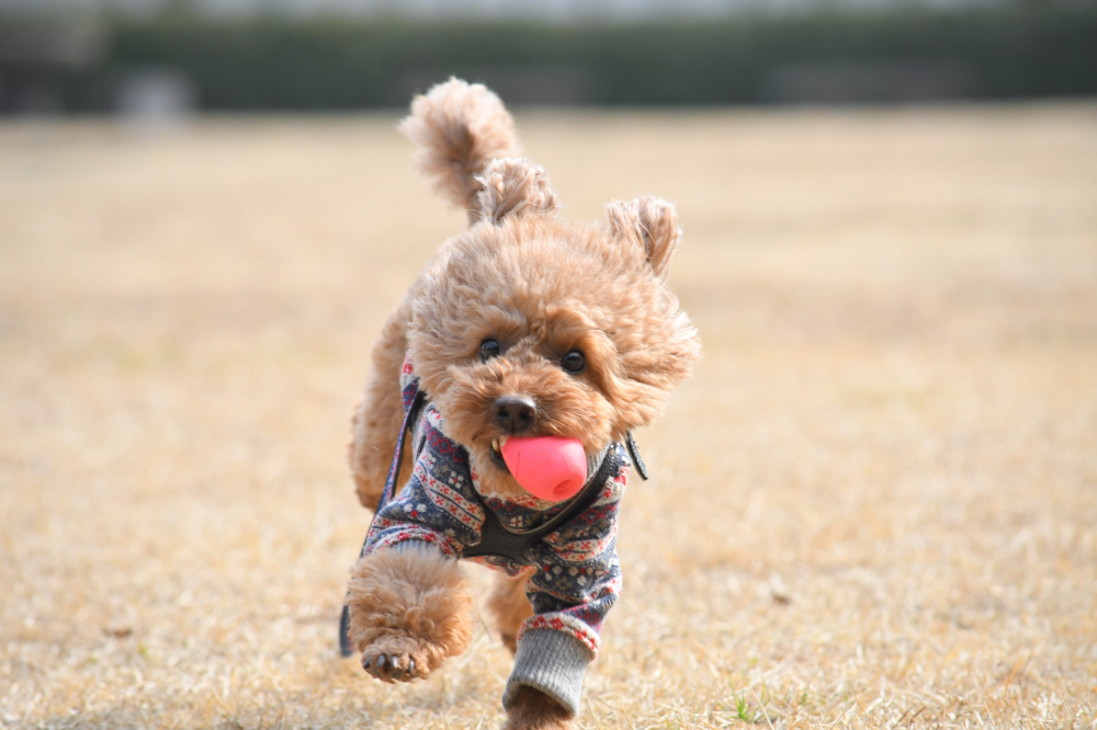 おもちゃを加えて走る犬