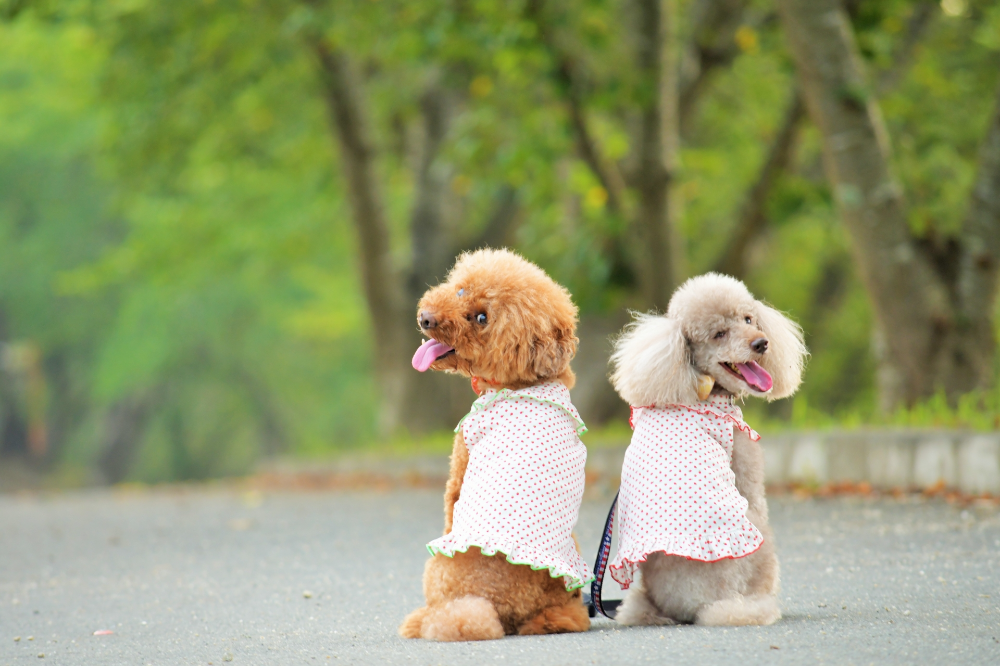 ペアルックを着て振り向く2匹の犬