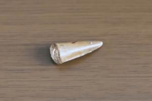 イグアノドンの歯（1822年イギリスのギデオン・マンテルが発見）