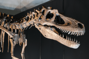 恐竜の化石から生態が分かる！化石の種類や発掘基礎、学び場も紹介