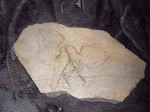 恐竜の化石は初心者でも発掘できる？