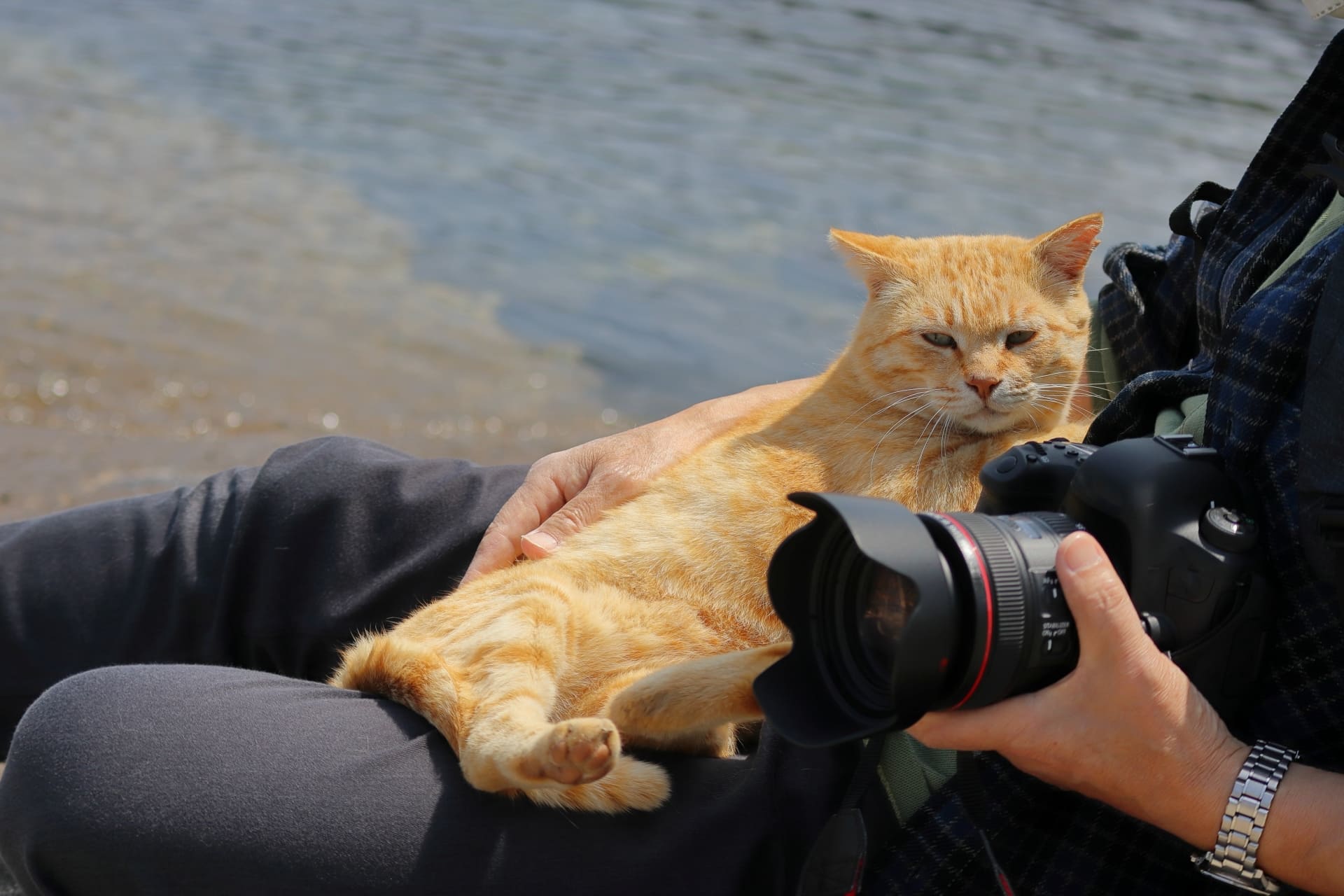 まとめ：動物カメラマンになって動物の種類や姿を知ってもらおう