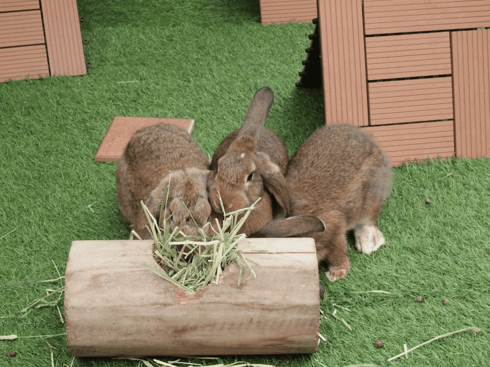 ペットホテルの仕事で辛いこと