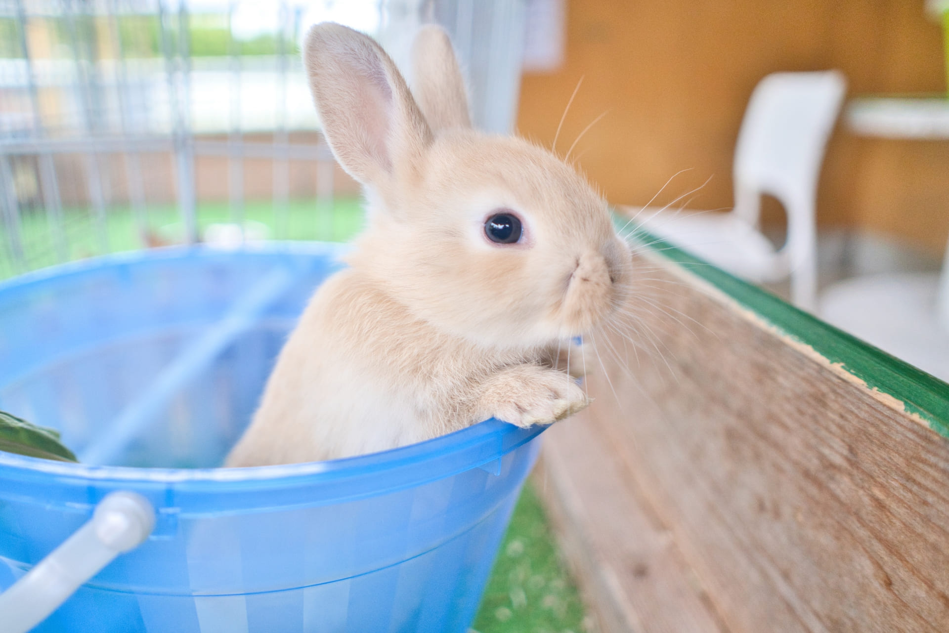 動物カメラマンの将来性は？